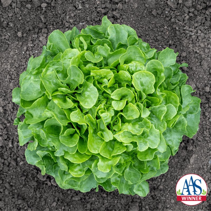 Lettuce-Bauer_Logo.png